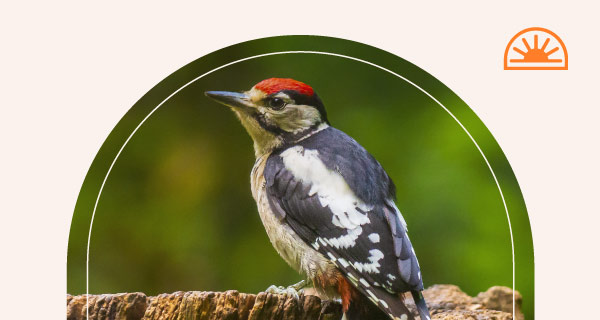 A woodpecker sitting on a branch.