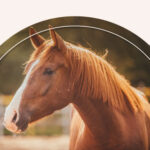 A brown horse with a white nose.