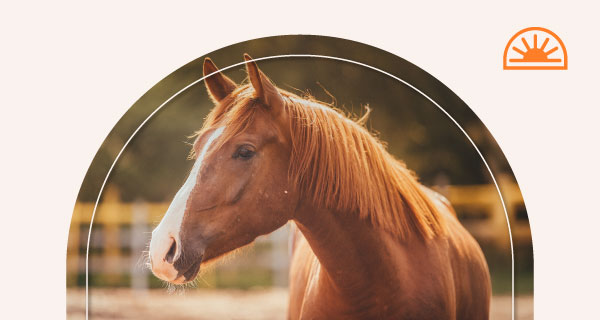 A brown horse with a white nose.