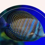 A fish swimming in a dark blue ocean.