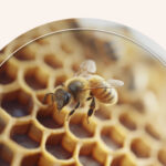 A beehive with a bee on the honeycombs.