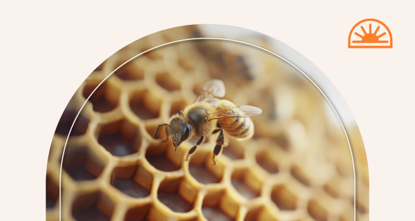 A beehive with a bee on the honeycombs.