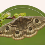 A large moth sitting on a branch.