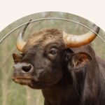 A bull in a field.