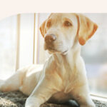 A golden Labrador sitting by a window.