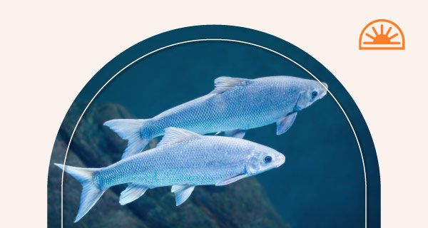 Two fish swimming together