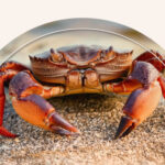 A crab sitting on the sand.