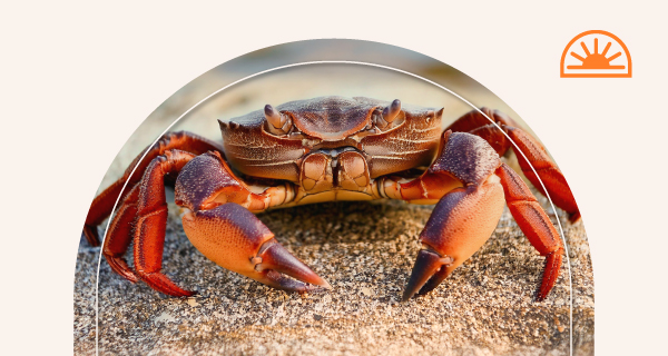A crab sitting on the sand.