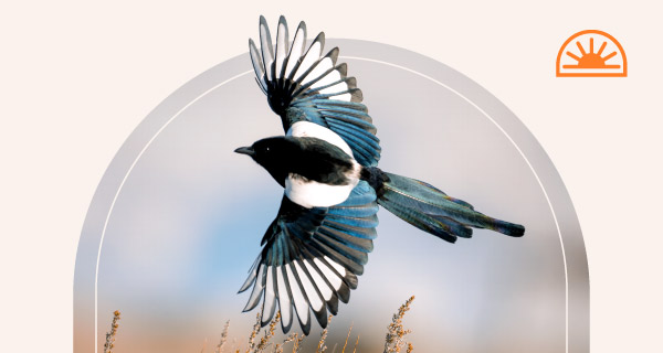 A black and white magpie flying away.