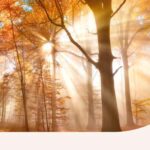 The sunlight filtering through trees.