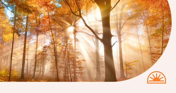 The sunlight filtering through trees.