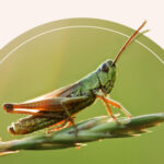 A grasshopper standing on a plant.