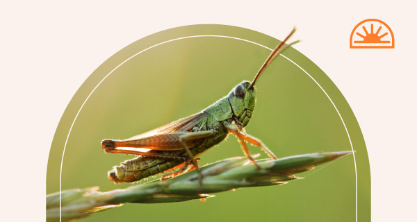 A grasshopper standing on a plant.