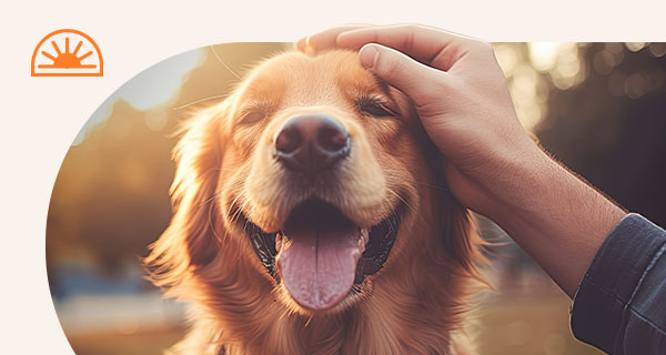 A content golden retriever being pet on the head.