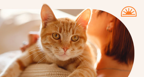 An orange cat sitting on a couch, looking content.