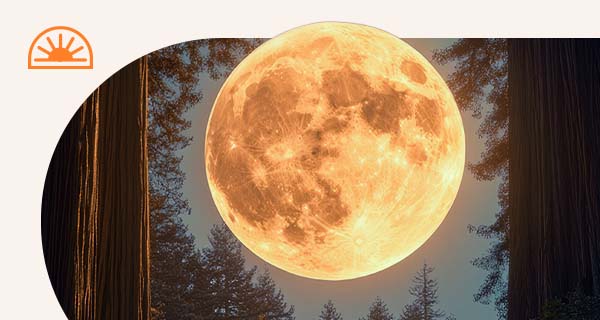 A very large orange Full Moon visible through the trees.