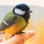 A small bird sitting on someone's finger.