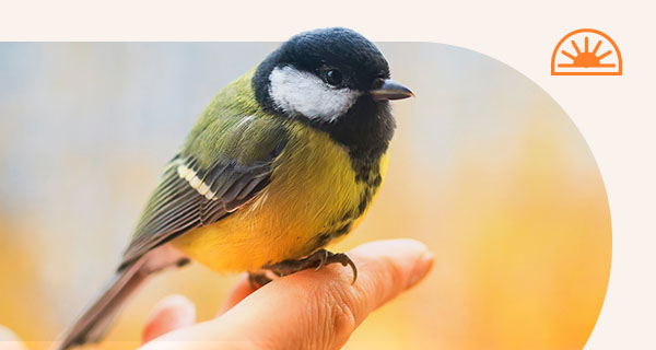 A small bird sitting on someone's finger.