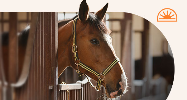 A horse sticking its head out of its stall.